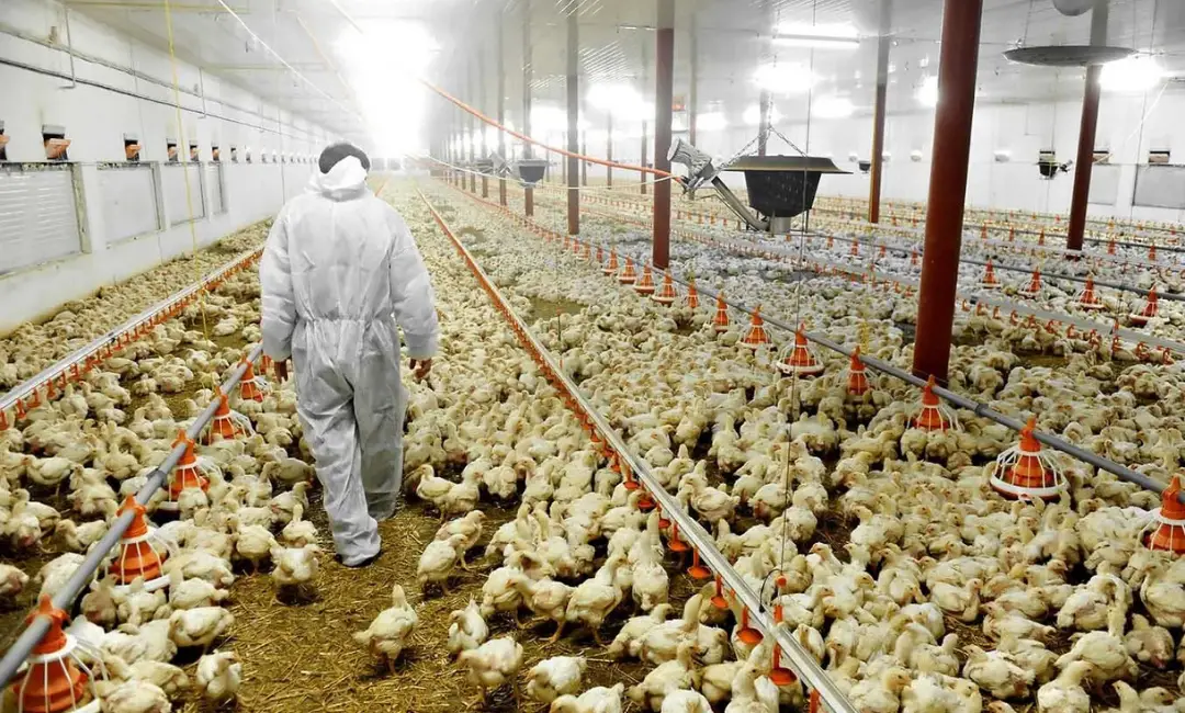 Kuş gribi yeniden çıktı: Japonya'da yüz binlerce tavuk itlaf edilecek