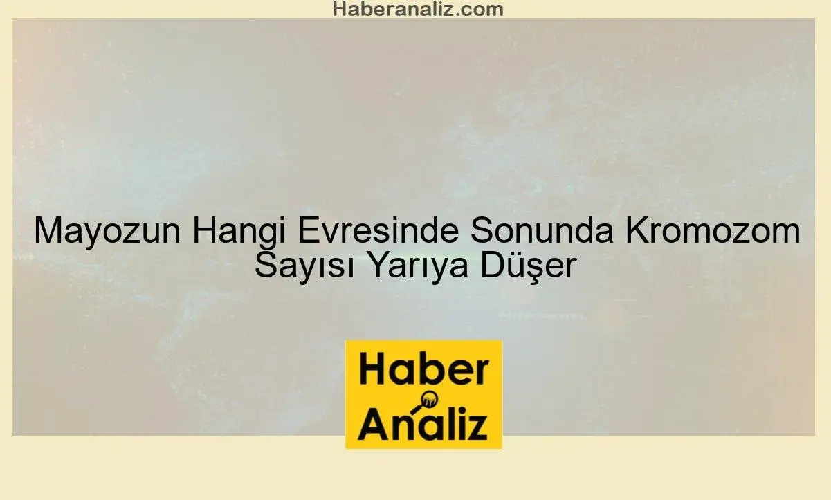 Mayozun Hangi Evresinde Sonunda Kromozom Sayısı Yarıya Düşer