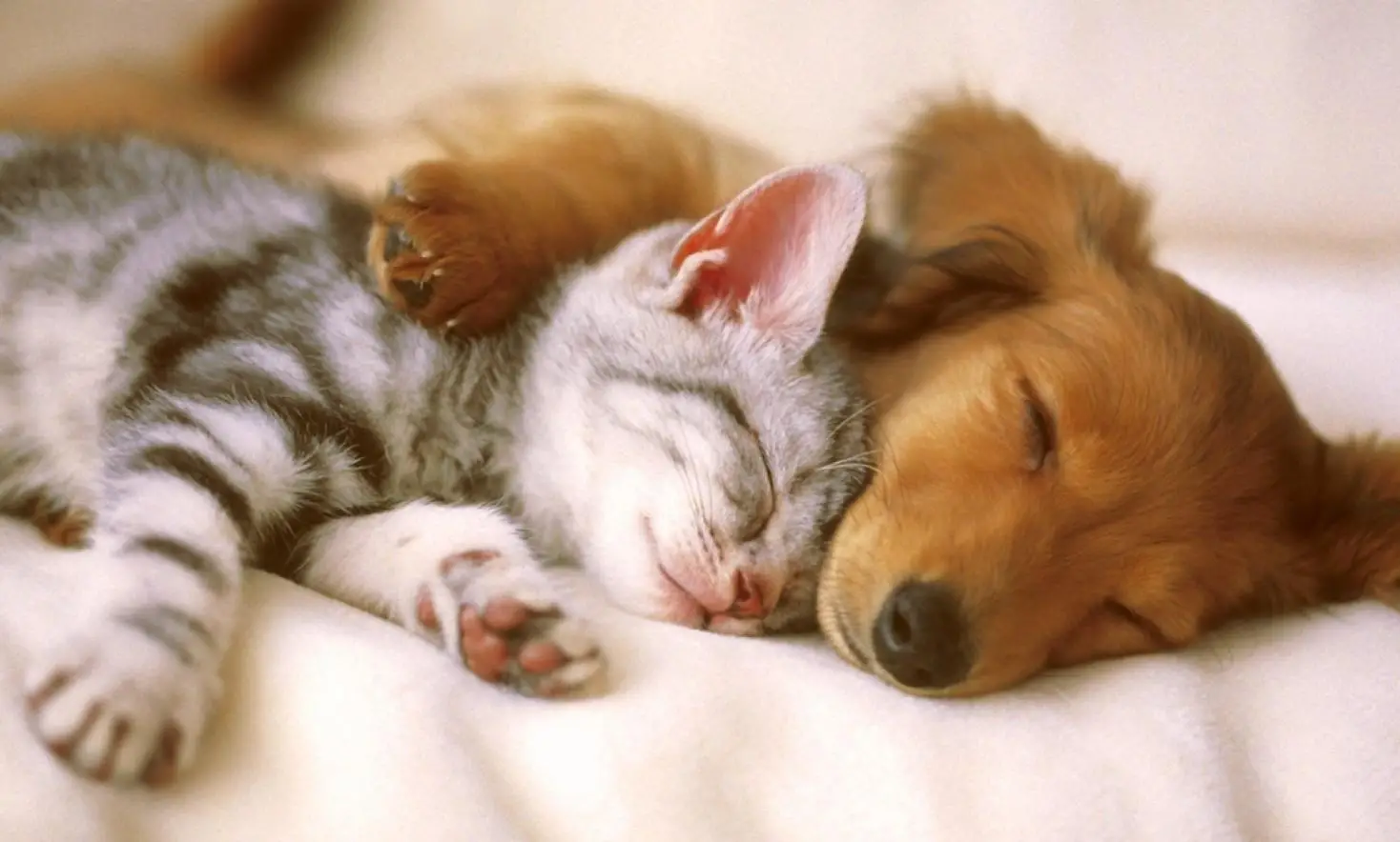 Evcil Hayvanlarınıza Sıkça Verilen Ancak Büyük Zararları Olan Yiyecek: Kedi ve Köpeklerinize Asla Vermemeniz Gerekenler