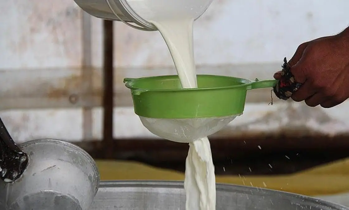 İnek ve Koyun Sütünü Geride Bıraktı! En Sağlıklı Süt Hangisiymiş?