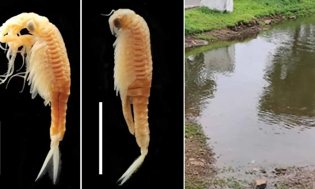 Hindistan’da Yeni Bir Canlı Türü Bulundu, İsmiyle Yürekleri Isıttı!