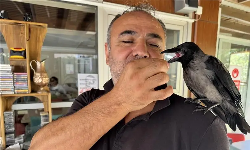 Yalovalı esnafın yaralı kargası Siyah, semtin sevilen maskotu oldu