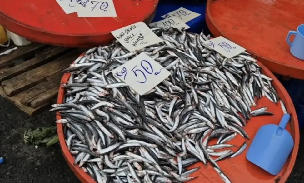 Vatandaş hamsiye doyacak: Fiyatlar dibi gördü!