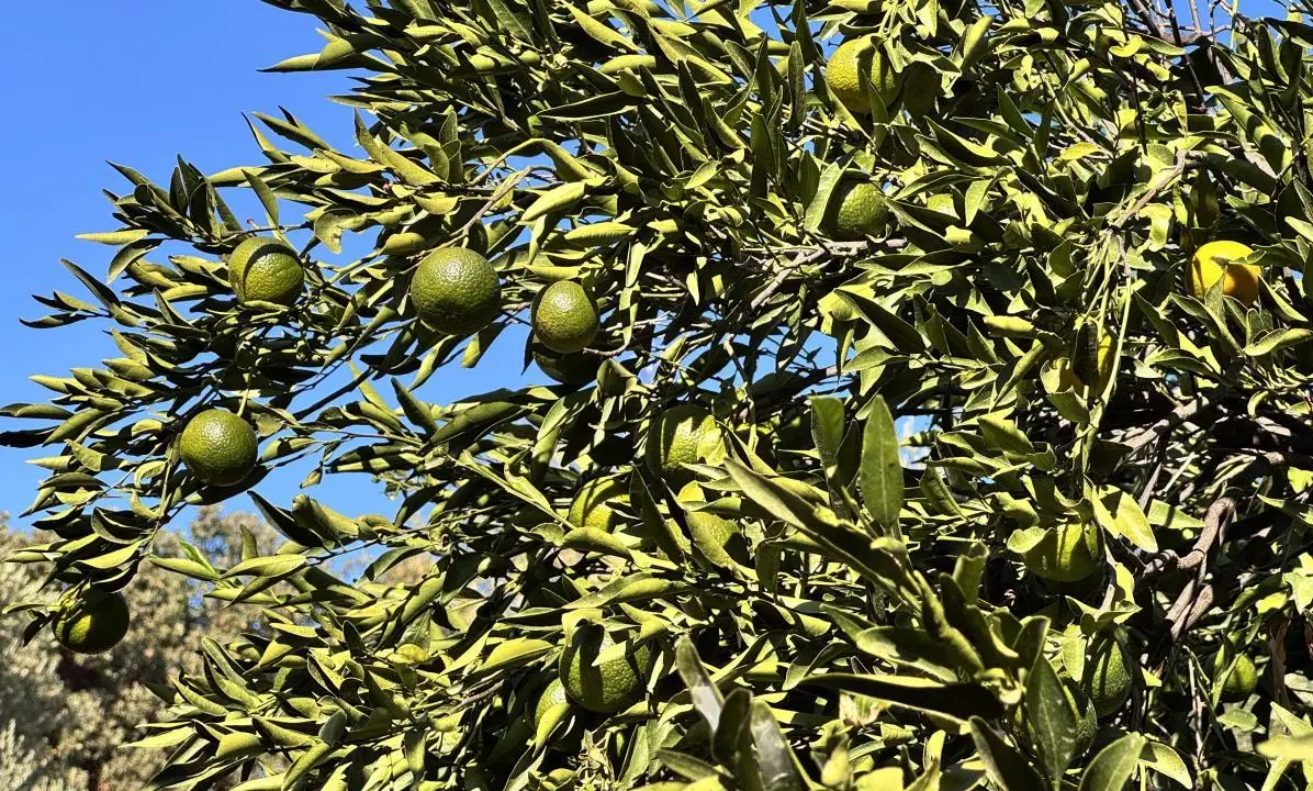 Bodrum mandalinası ihracat rekoru kırmaya hazırlanıyor