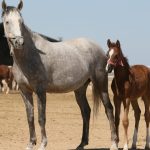 Arap tayına rekor değer: 3 ev fiyatına satıldı!