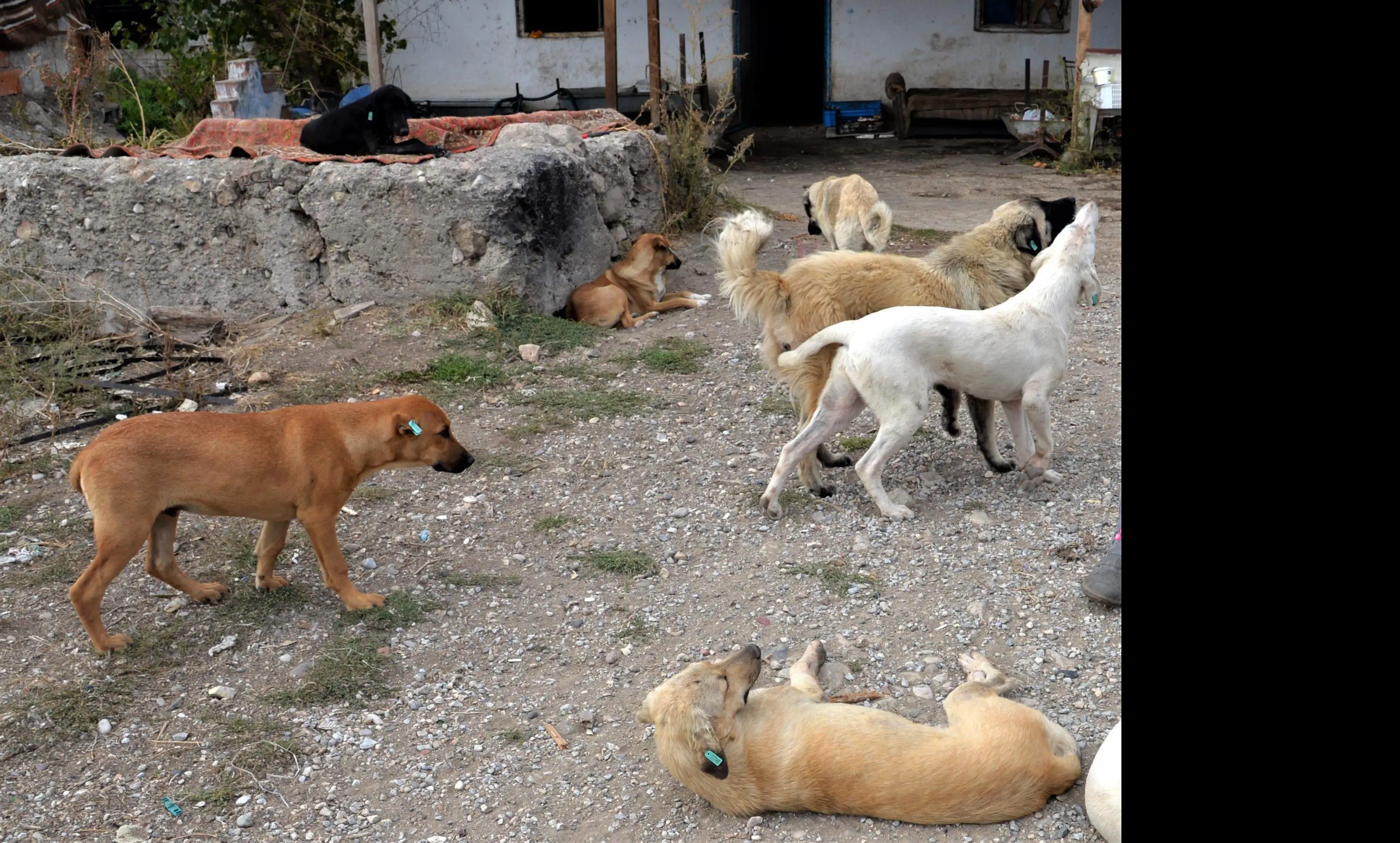 SON DAKİKA: Başıboş sokak köpeklerini beslemek yasaklandı!