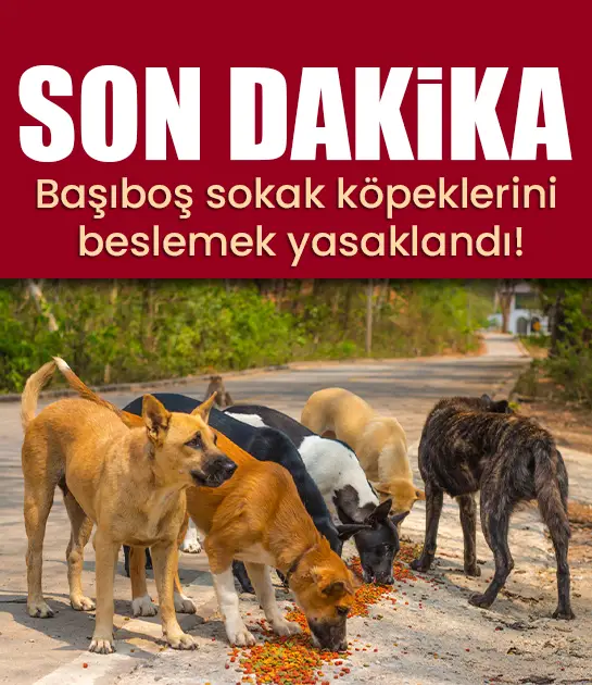 SON DAKİKA: Başıboş sokak köpeklerini beslemek yasaklandı!