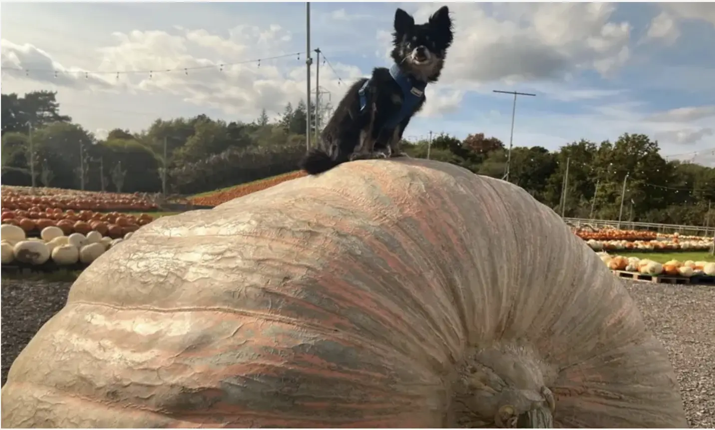 Dünyanın en büyük balkabağı görenleri şoke etti: Vinçle taşıdılar!