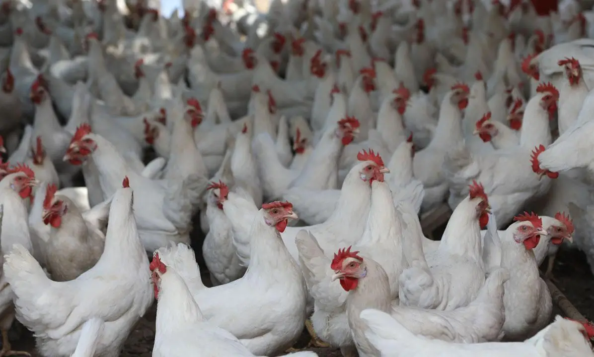 İspanya'da kuş gribi krizi: 2 milyon kümes hayvanı itlaf edildi